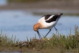 Nesting American Avocet