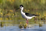 Black-necked Stilt