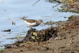 Spotted Sandpiper