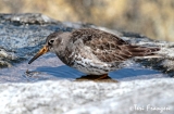 Purple_Sandpiper_Upd3_Sgn