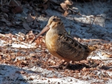 American Woodcock