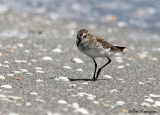 Semipalmated Sandpiper