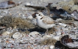 Snowy Plover on the shore of Sanibel Island, FL.