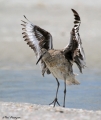 Willet drying off after a bath