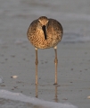 Willet on the shore of Sanibel Island, FL.