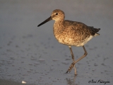 Willet on the shore of Sanibel Island, FL.