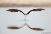 Black Skimmer