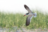 Black Skimmer