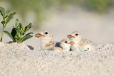 Black Skimmer