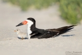 Black Skimmer