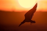 Black Skimmer at Sunset