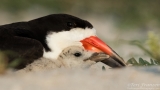 Black Skimmers