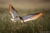 Black Skimmer