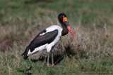 Saddle-billed stork