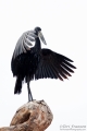 African openbill