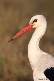 White Stork