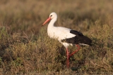 White Stork