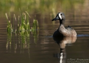 Drake Blue-winged Teal