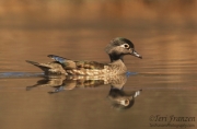 Wood Duck Hen