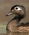 Wood Duck Hen