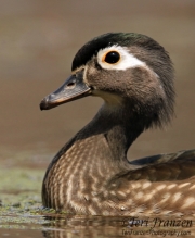 Wood Duck Hen