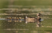 Wood Ducks