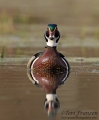 Wood Duck Drake