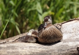 Wood Duck/Hooded Merganser