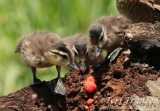 Wood Ducks