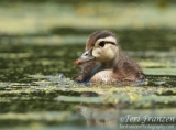 Wood Duckling