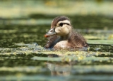 Wood Duckling