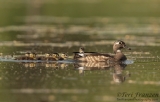 Wood Ducks