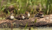 Wood Ducks/Hooded Merganser