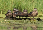 Wood Ducks