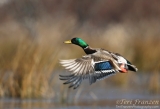 Mallard Drake