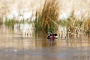 Wood Duck Drake