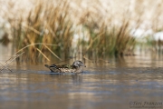 Wood Duck Hen