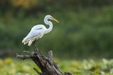 Great Egret of Brick Pond