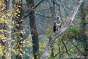 Immature Bald Eagle