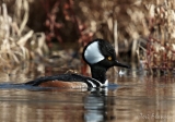 Hooded Merganser Drake