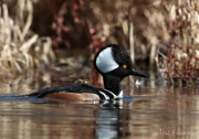 Hooded Merganser Drake