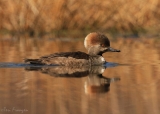 Hooded Merganser Hen