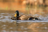 Mallard Hen and Drake