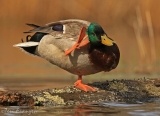 Mallard Drake