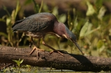 Green Heron