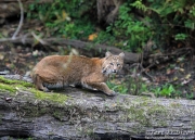 Bobcat