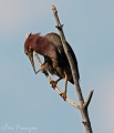 Green Heron