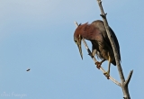 Green Heron