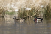 Wood Ducks