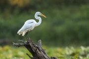 Great Egret of Brick Pond